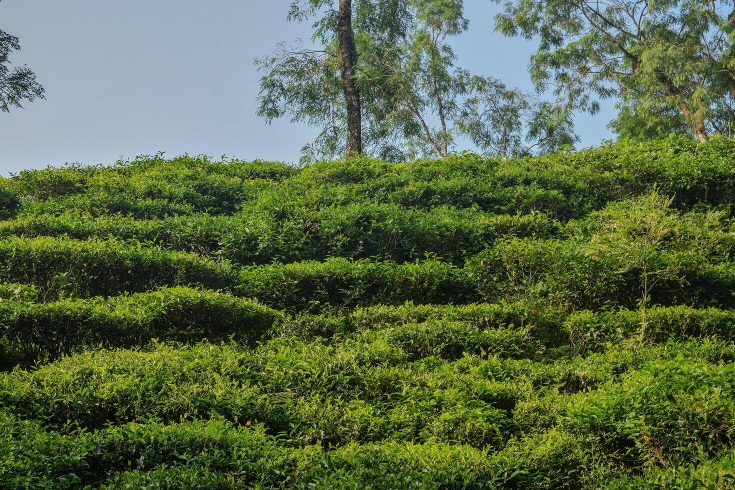 Terraced green hills are covered with flourishing tea bushes under bright blue skies, creating a tranquil and picturesque atmosphere during the afternoon. photo