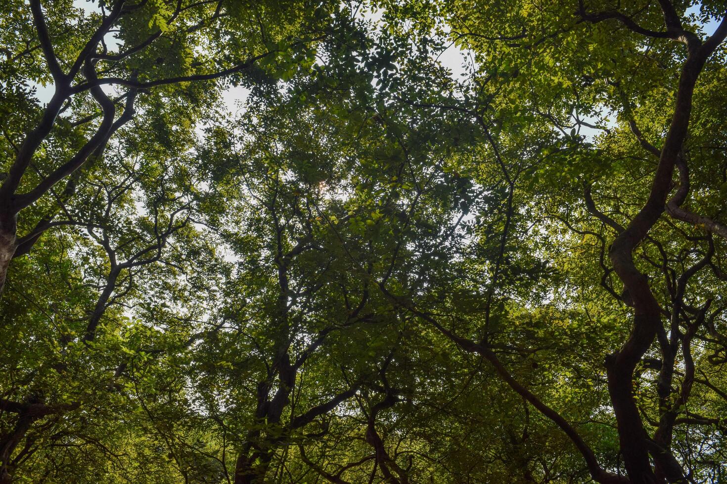 Sunlight breaks through the lush green leaves of a dense forest, creating a tranquil atmosphere while illuminating the intricate patterns of branches overhead. photo