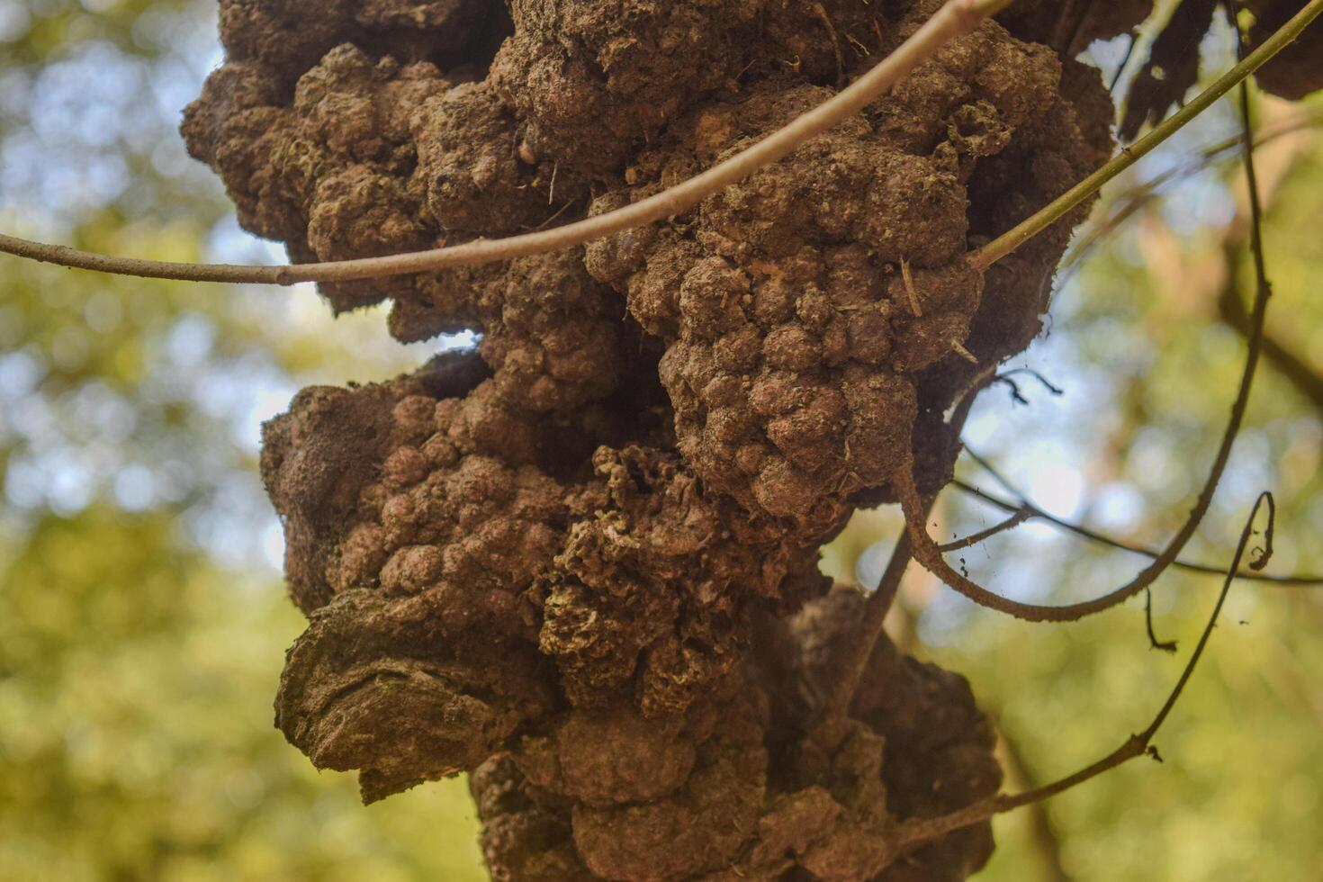 Clusters of unusual, gnarled formations emerge from the bark of a tree, surrounded by a vibrant forest, as sunlight filters through the leaves overhead. photo