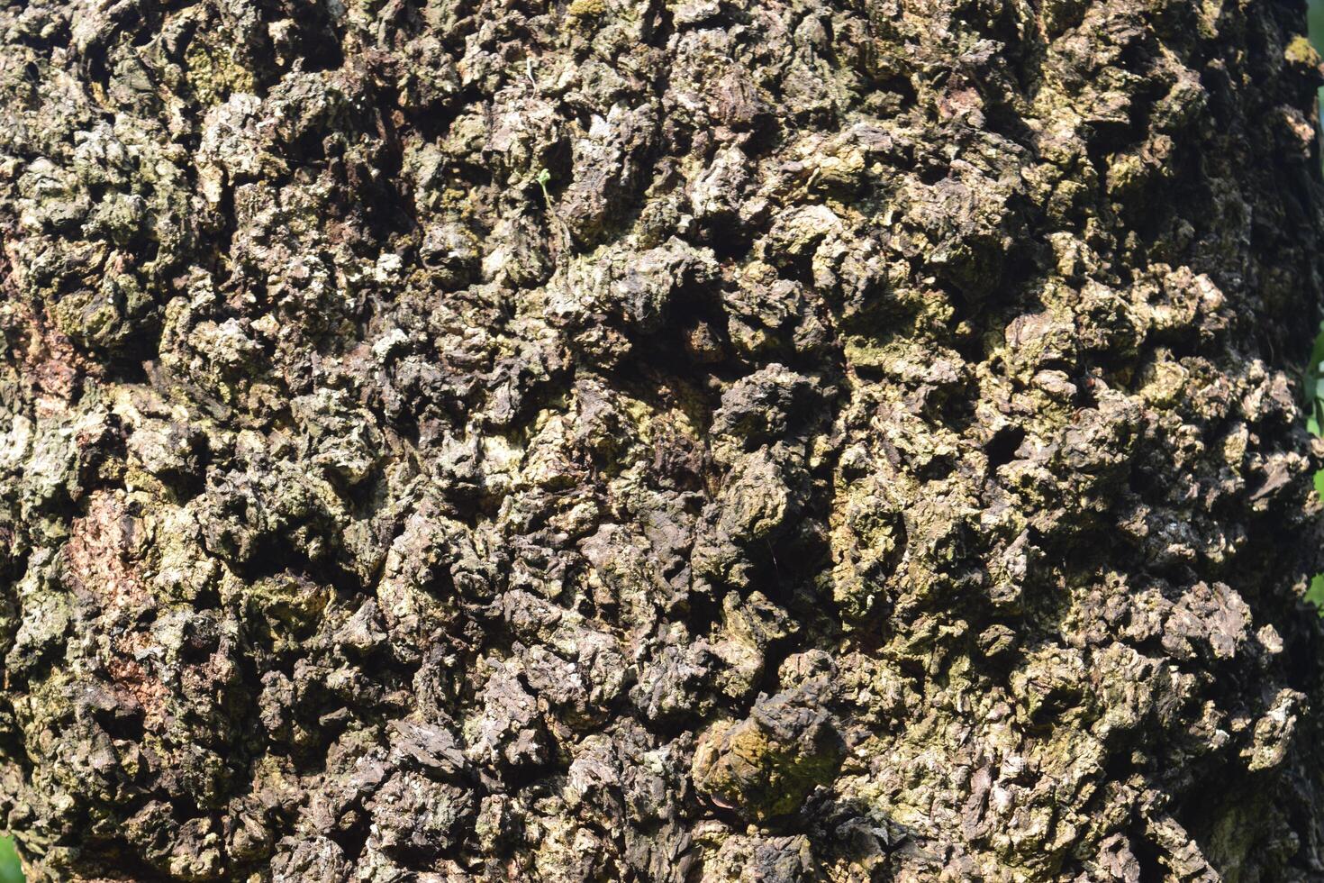 The rugged surface of a tree's bark reveals intricate patterns and textures, reflecting the beauty of nature. Sunlight enhances its rich earthy tones in a serene forest. photo