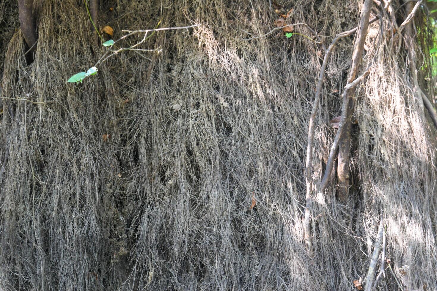 A large tree shows a dense network of aerial roots extending downward, creating a unique natural feature in a lush tropical environment under sunlight. photo