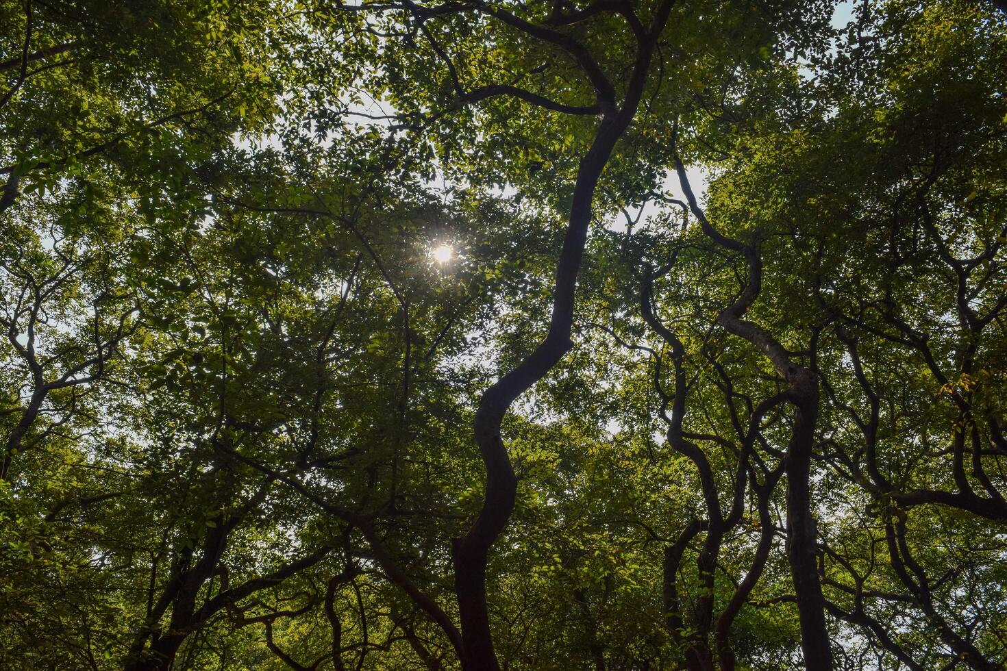 Bright sunlight penetrates the thick foliage of a vibrant forest, casting dappled light on the ground below while tree branches weave intricately above. photo