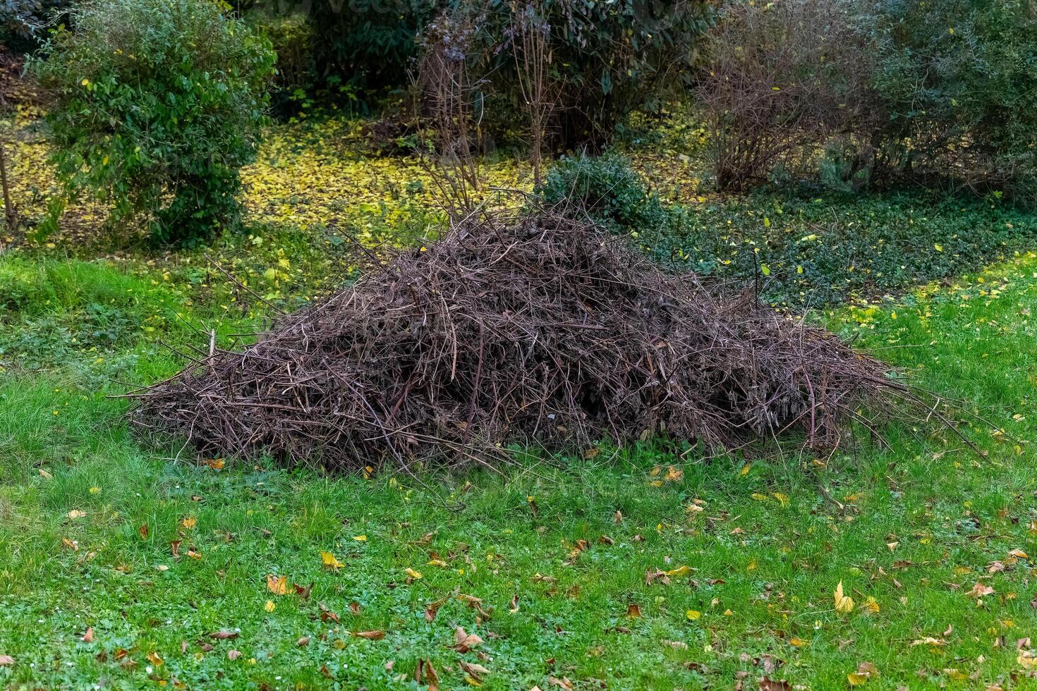 A substantial pile of dark brown, thin branches rests on a short-cut lawn photo