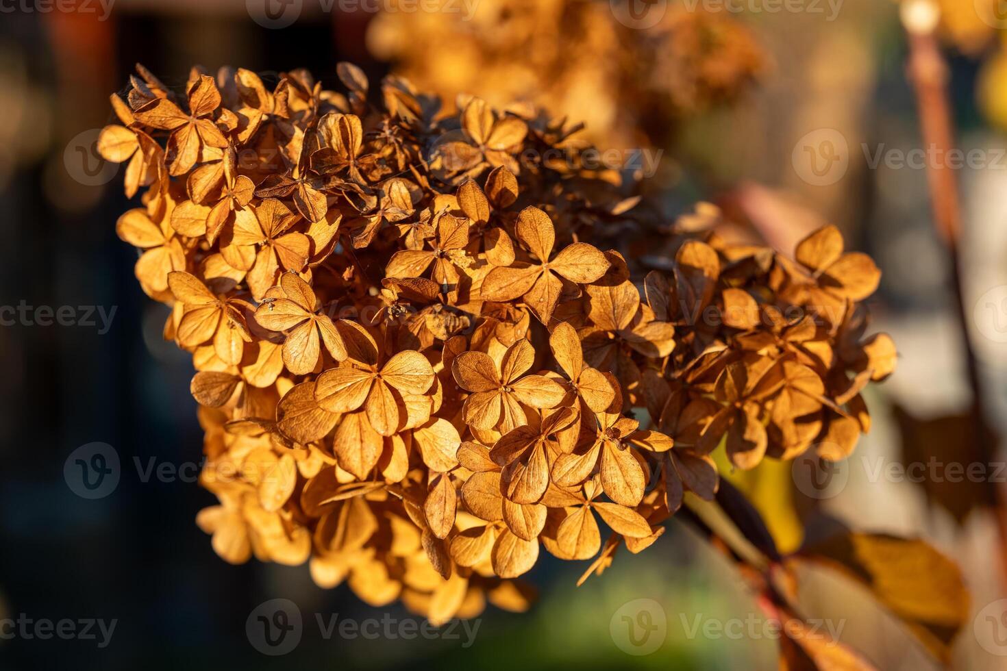 Dried hydrangea flower cluster bathed in warm afternoon sunlight during late autumn in a serene garden setting photo