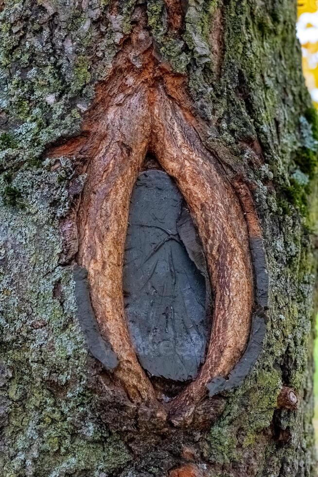 Close-up detail of a tree trunk showing an interesting formation where the bark has grown around a dark, smooth, oval-shaped area photo