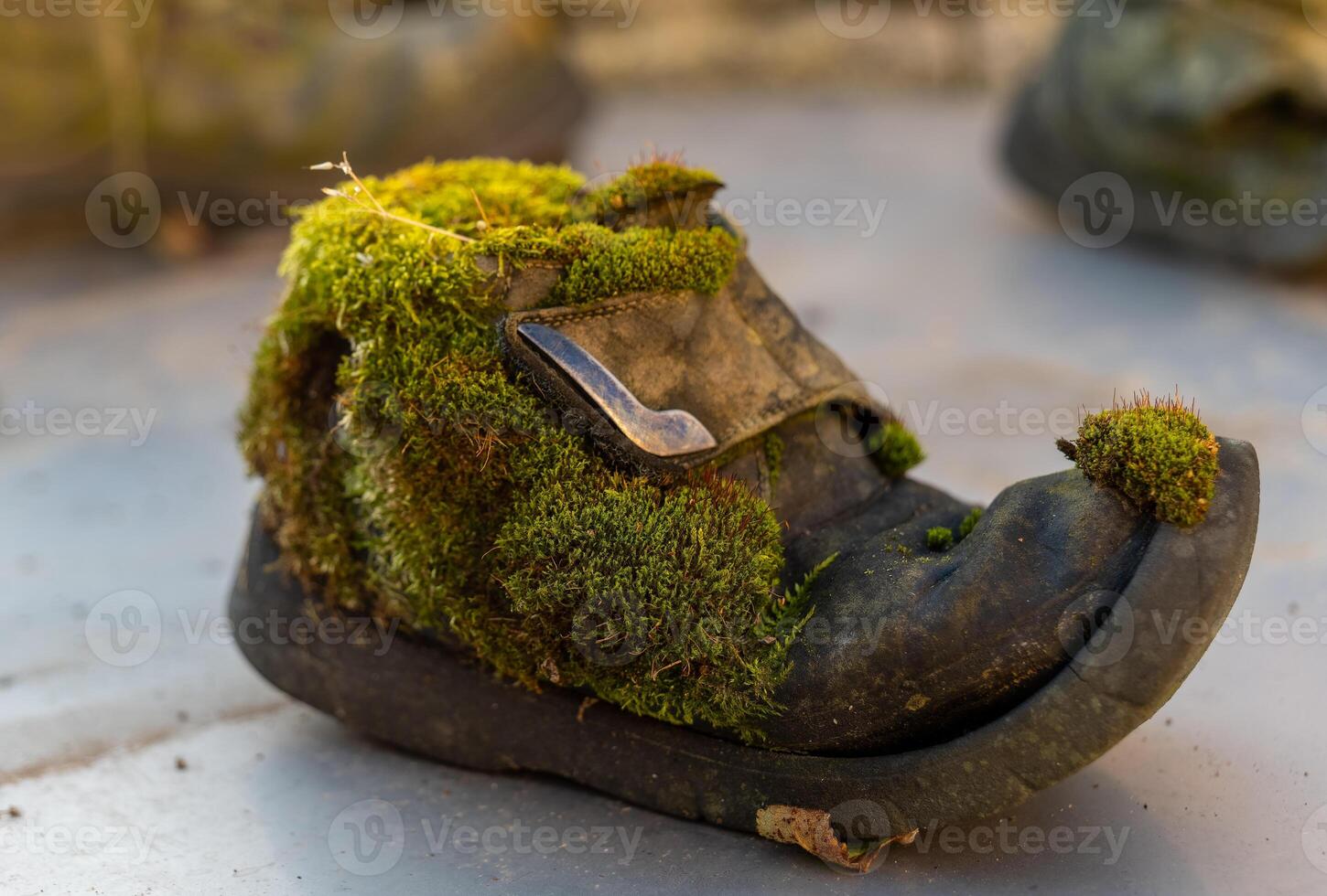 A moss-covered shoe resting on a stone surface, showcasing nature's beauty reclaiming an old object in the afternoon light photo