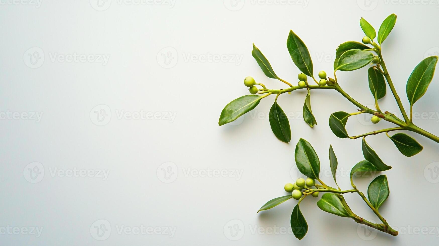 A branch of green leaves on a white surface photo