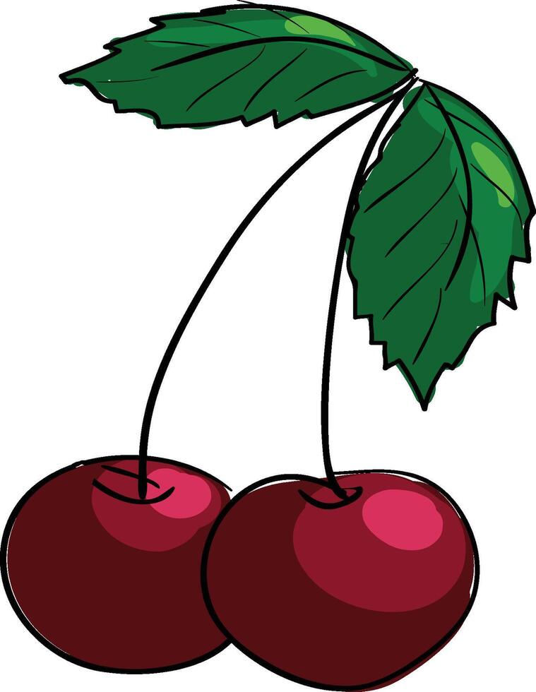 Two cherries with leaves on a white background vector