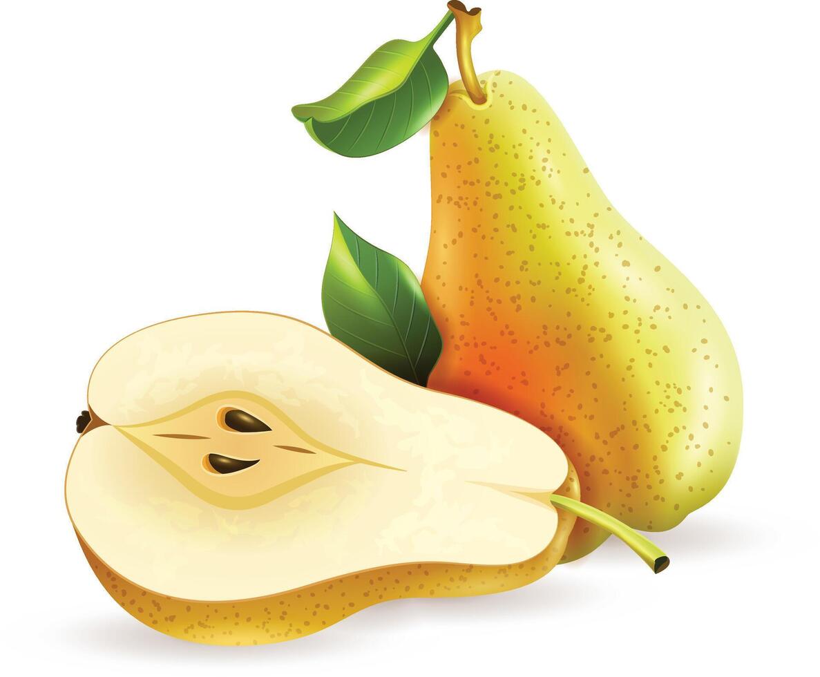 fresh Realistic Pear vector