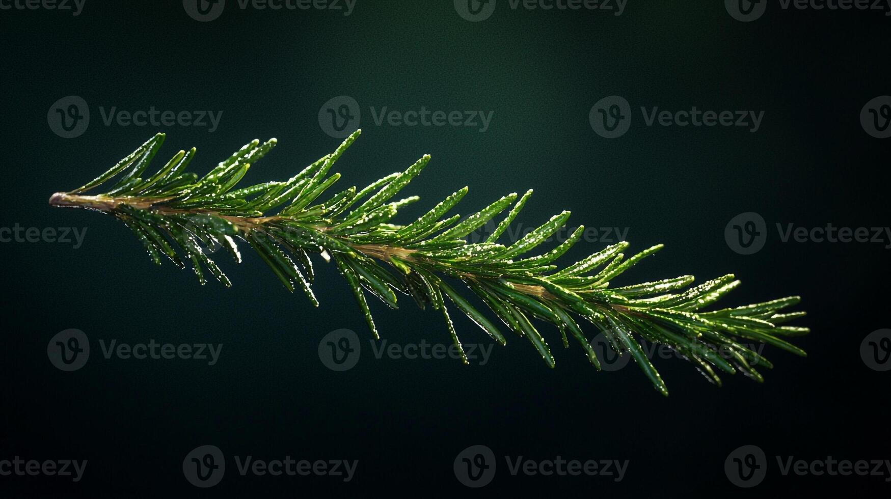 A branch of evergreen tree with water droplets photo