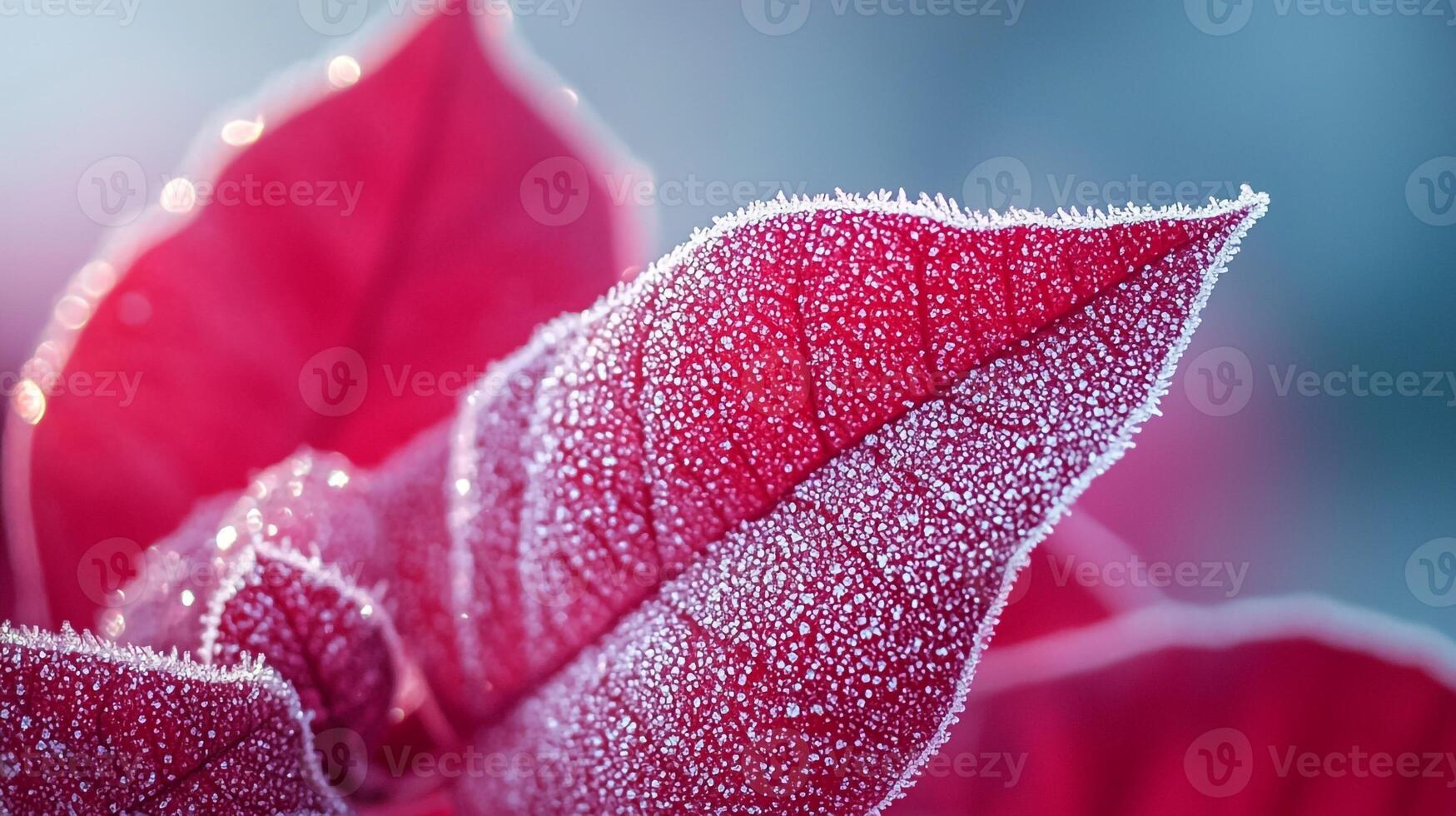 Frosted red leaves on a plant with blue background photo