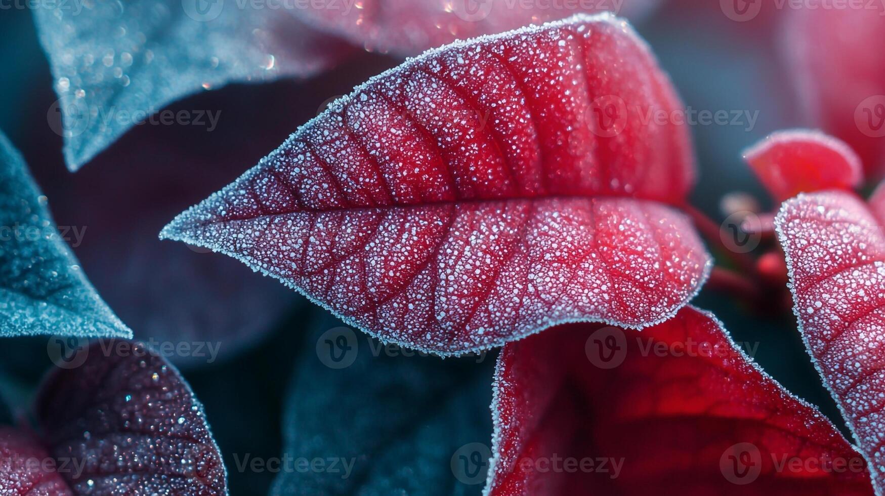 Frosted leaves on a plant with red and blue leaves photo