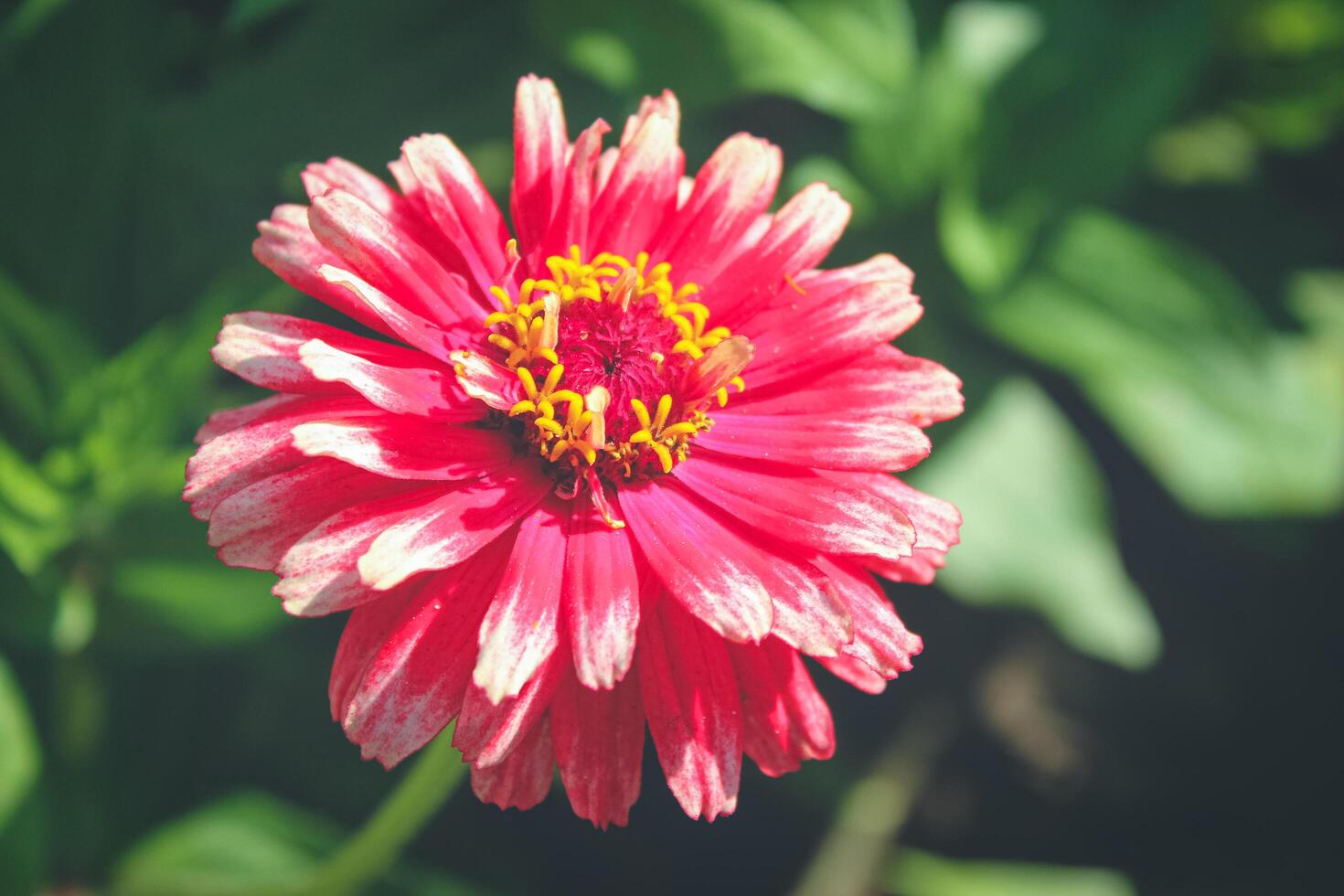 Red flower with green leaves. Dahlia flower in summer day. photo