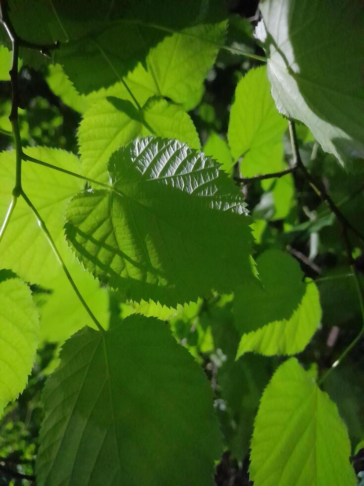 A close up of green leaves on a tree photo