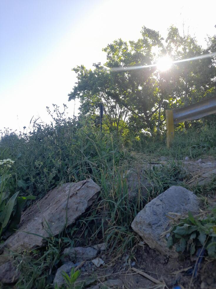 A green tree in the background photo
