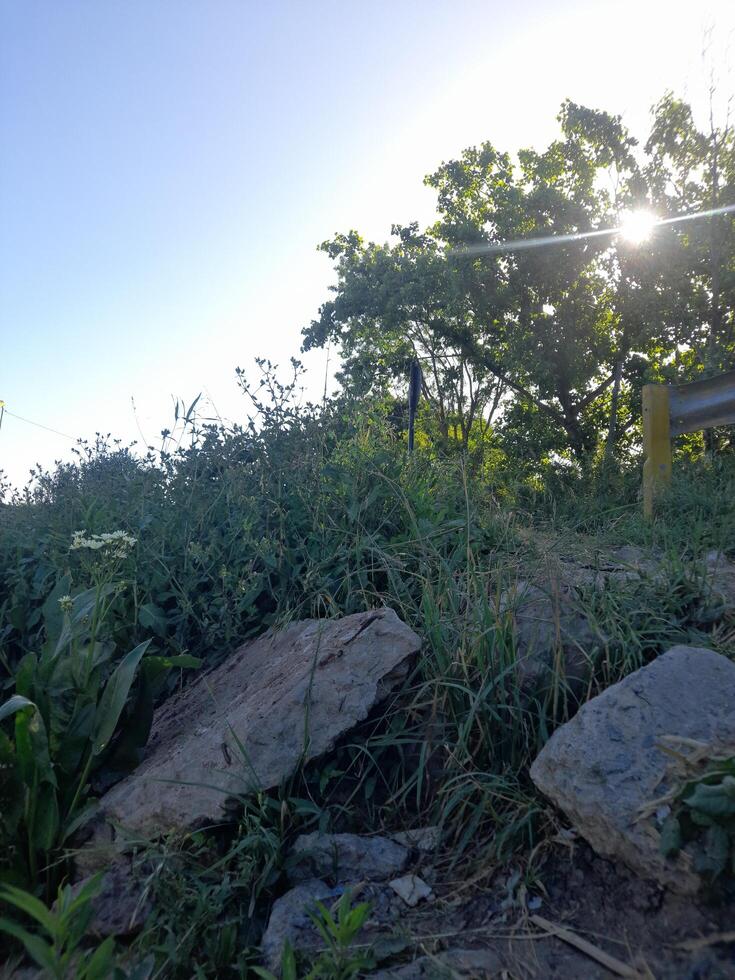 A fire hydrant sitting on a hillside photo