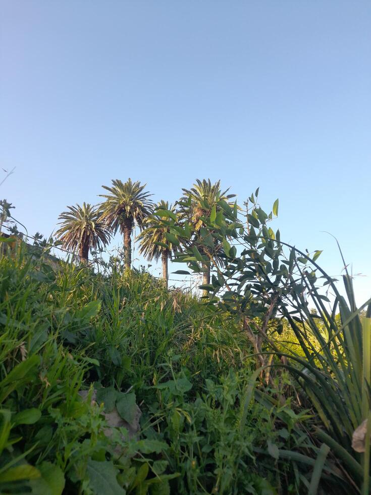 A view of a field with palm trees photo