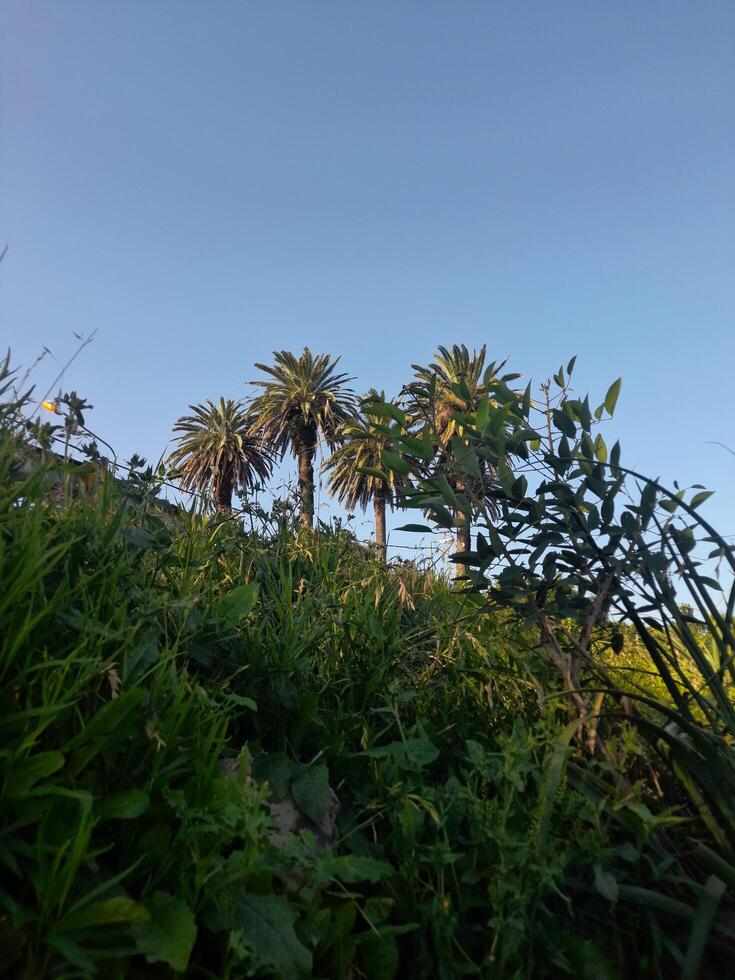 A view of a field with palm trees photo