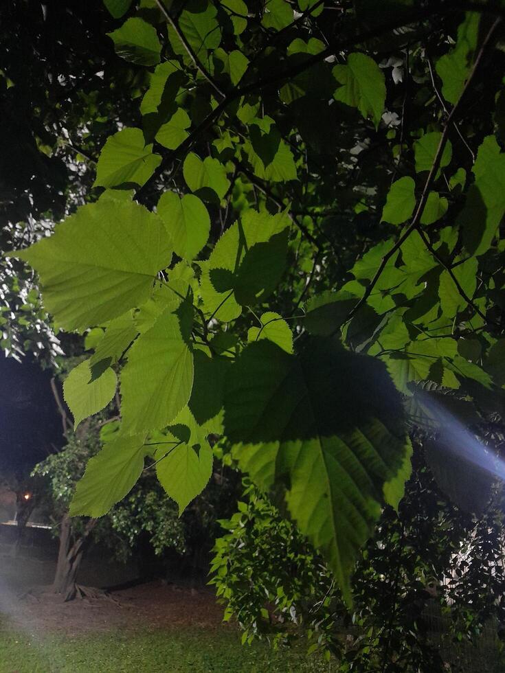 A green leafy tree in the dark with a light shining on it photo