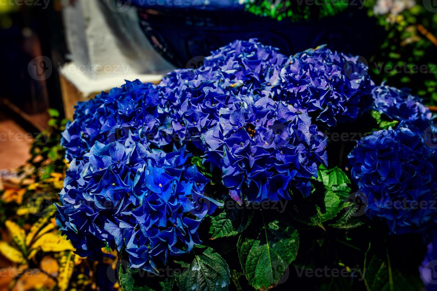 Vibrant blue hydrangeas bloom in clusters, surrounded by lush green leaves photo