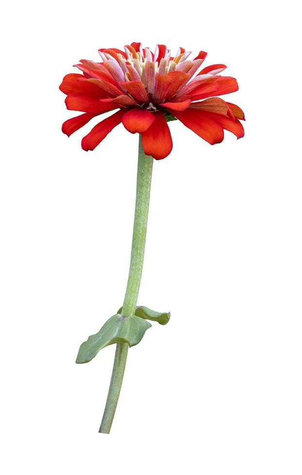 Isolated orange red zinnia flower with stem cut out on white background for summer season and graphic design photo