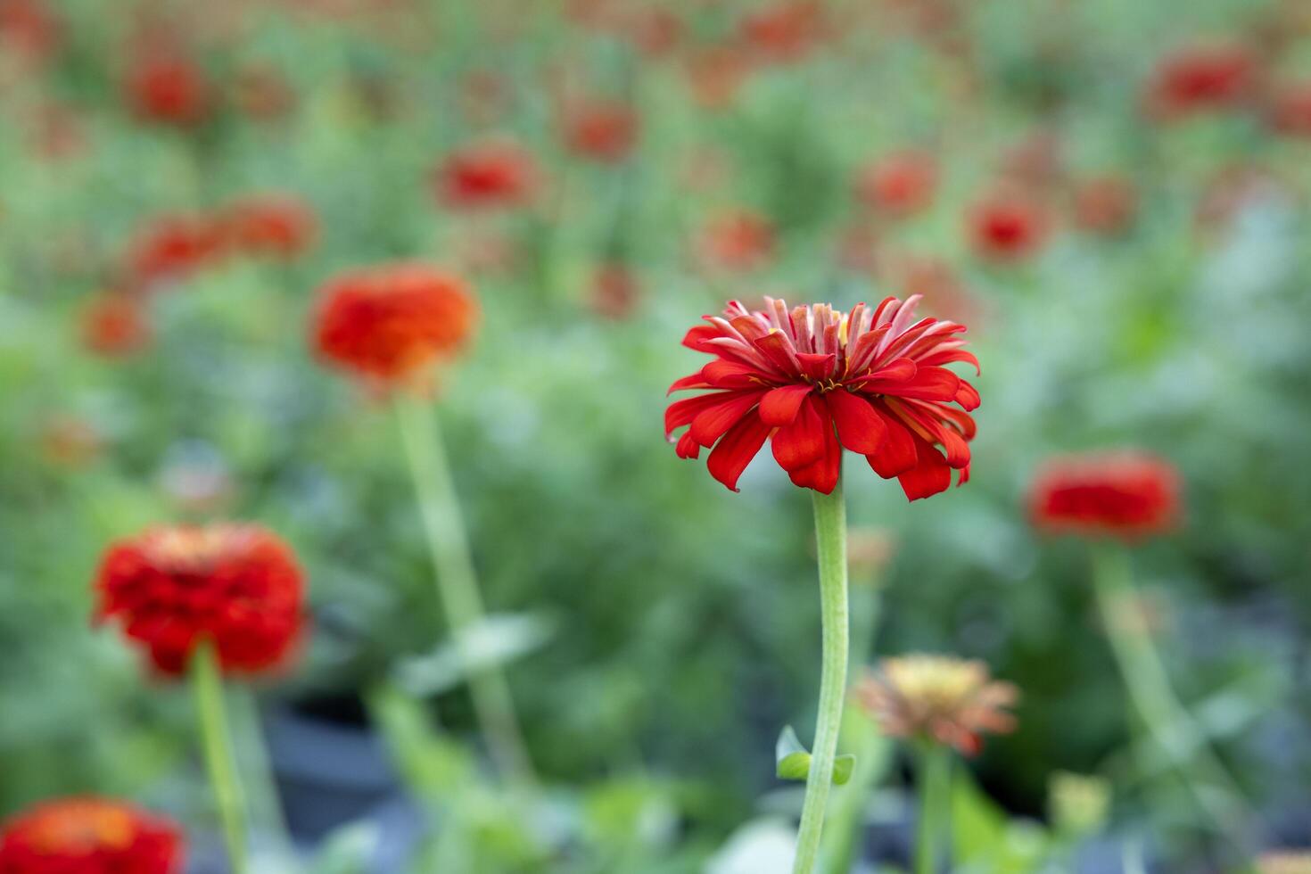 Red zinnia in the farm for cut flower business and arrangement decoration photo