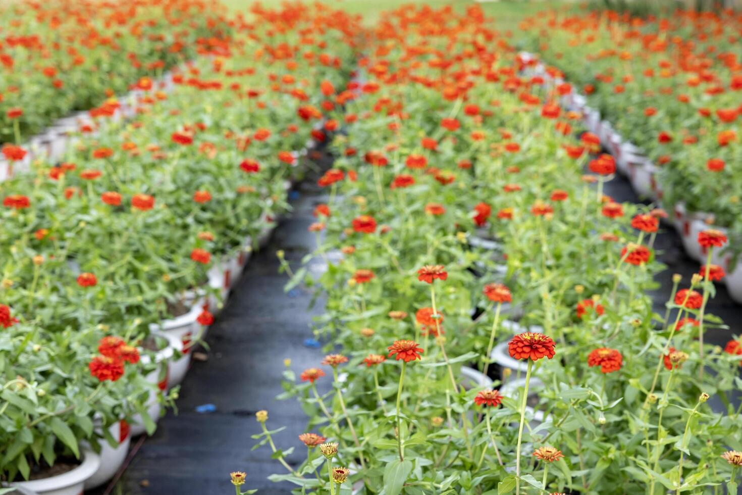 Red zinnia flower farm for cut flower business during summer season concept photo