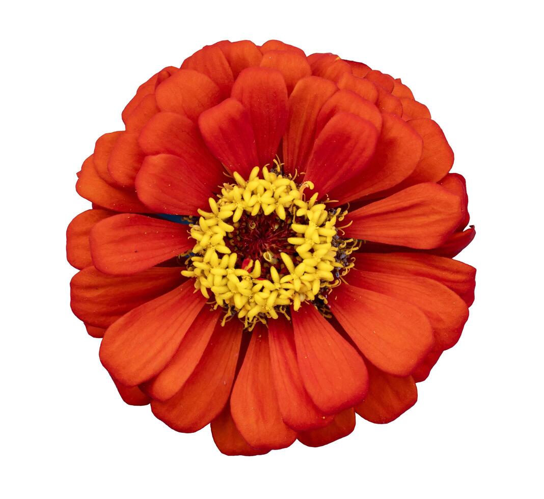 Top view of isolated orange red zinnia flower cut out on white background for summer season and graphic design usage photo