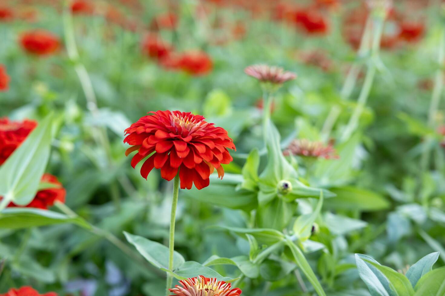 Close up of red zinnia in the farm for cut flower business and arrangement decoration photo