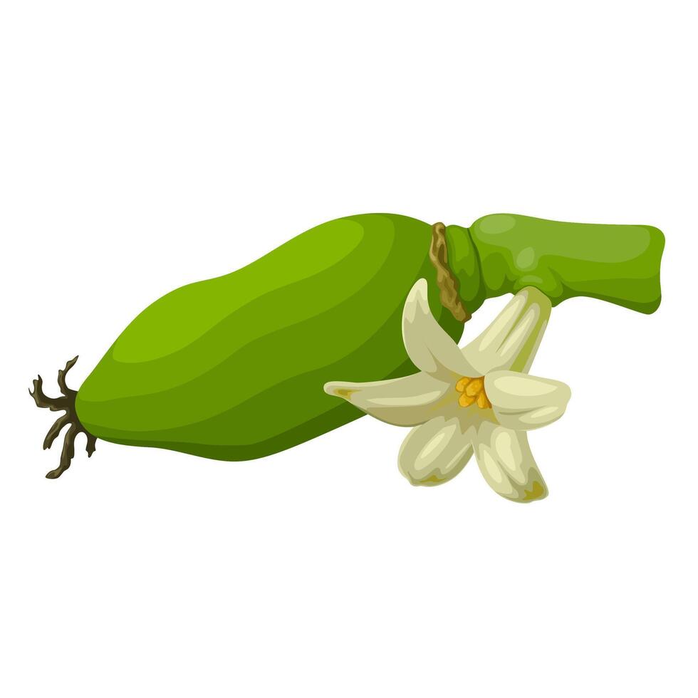 Illustration of papaya flower with young papaya, isolated on white background. vector