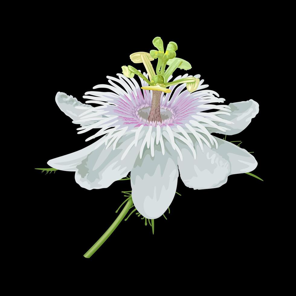 Illustration of Passiflora foetida flower isolated on dark background, also called stinking passionflower, wild maracuja, bush passion fruit, wild water lemon, and stoneflower. vector