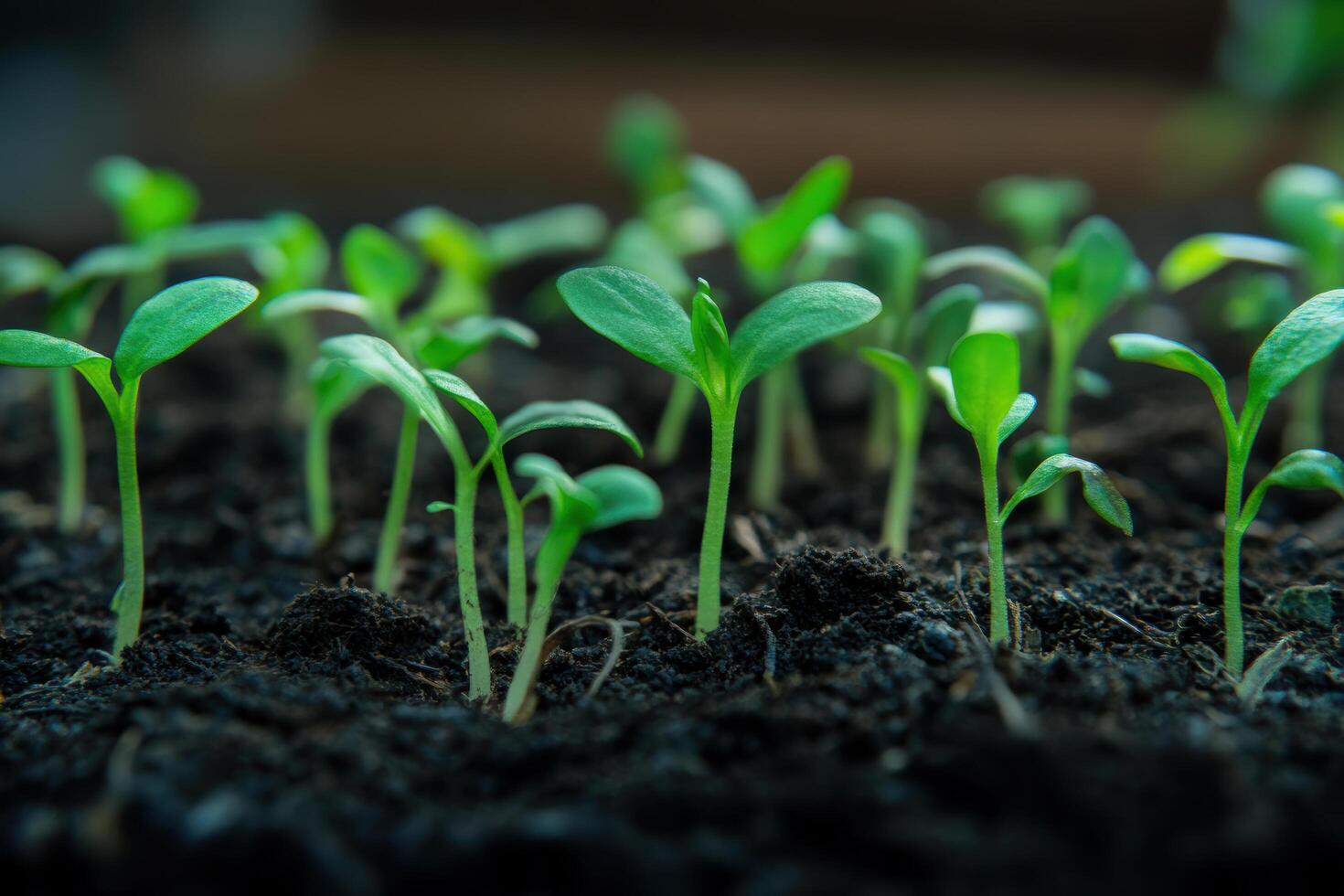 Young seedlings emerging in fertile soil under soft lighting photo