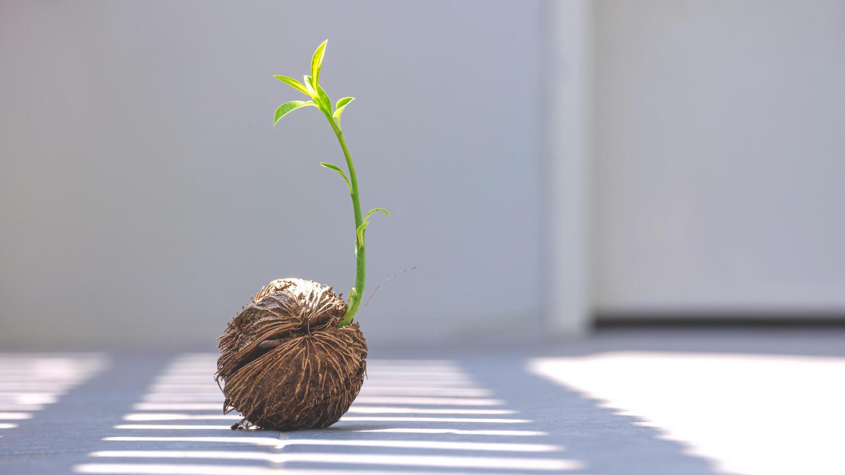 Green seedling growing from dry Cerbera odollam Gaertn seed on white background inside of greenhouse area with sunlight and shadow on surface photo