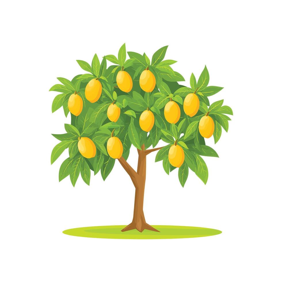 Mango Tree Illustration - Yellow Mango Tree with Ripe Mangoes, Isolated on White Background vector