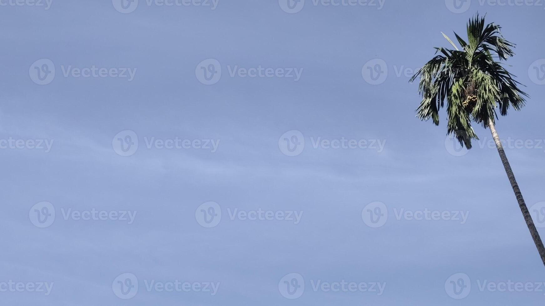 Single tall palm tree stands against a bright blue sky, evoking tropical and peaceful vibes photo