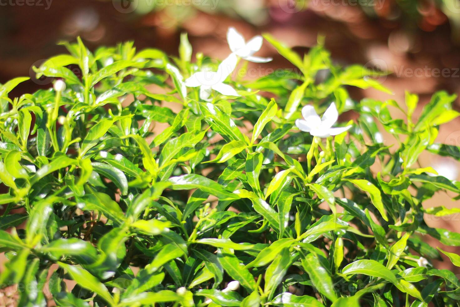 vibrant green leaves with white flowers illuminated by sunlight in a peaceful garden environment photo