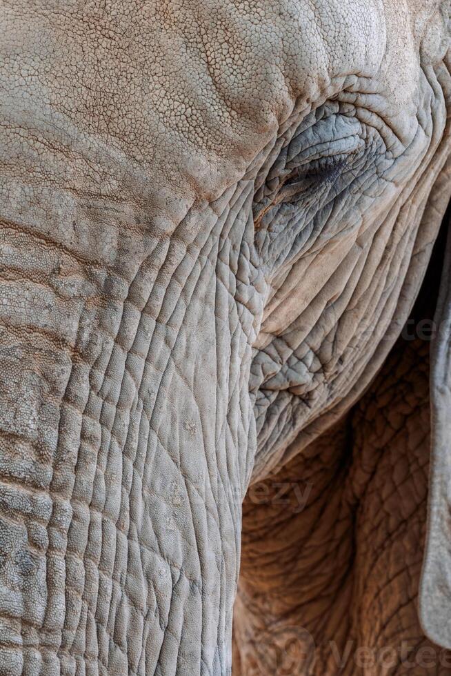 Close up of an elephant's face highlighting the textured skin and eye with intricate wrinkles and folds photo