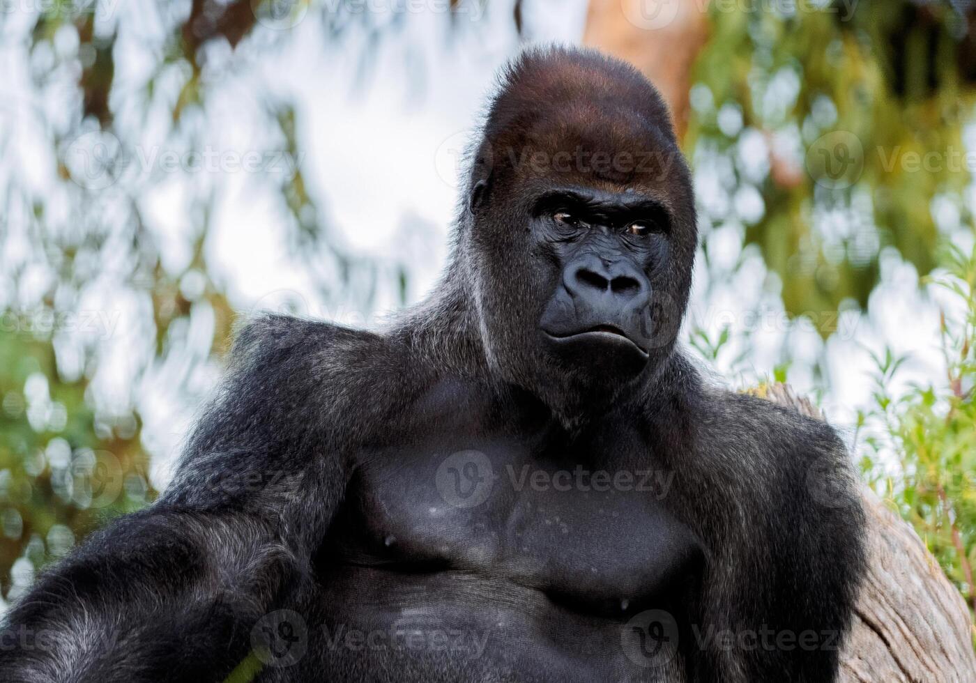 Portrait of a Western lowland gorilla looking slightly away with a focused expression, sitting amidst natural surroundings with blurred foliage in the background photo