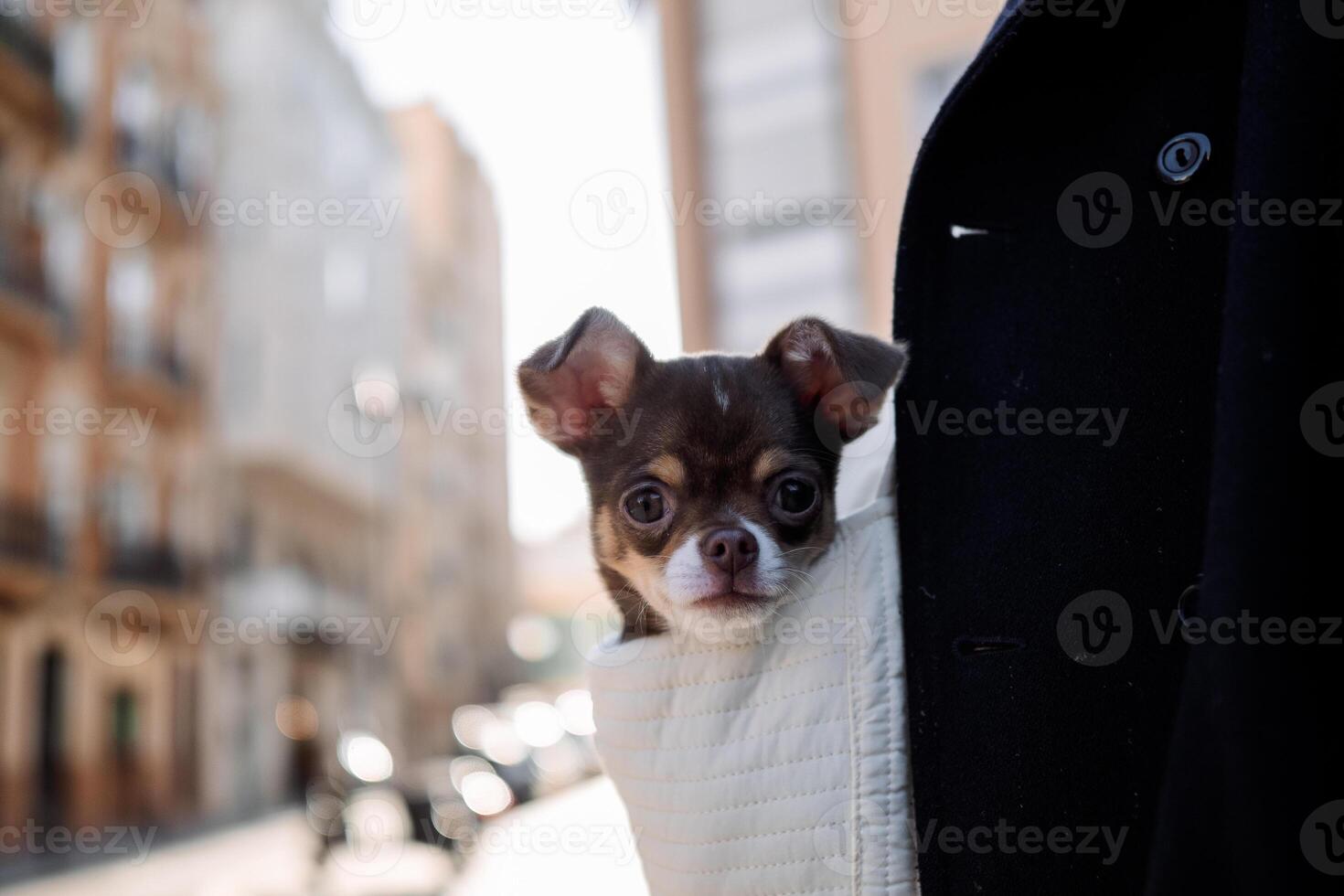 Close-up of small brown and white chihuahua puppy peeking out of white bag outdoors in urban environment photo
