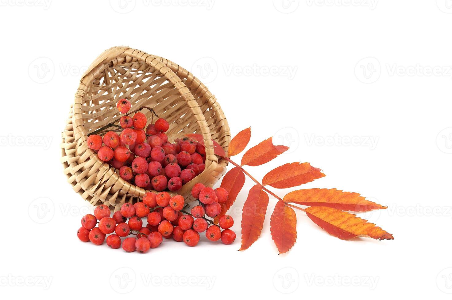 Vibrant Red Rowan Berries in a Wicker Basket Isolated on White Background photo