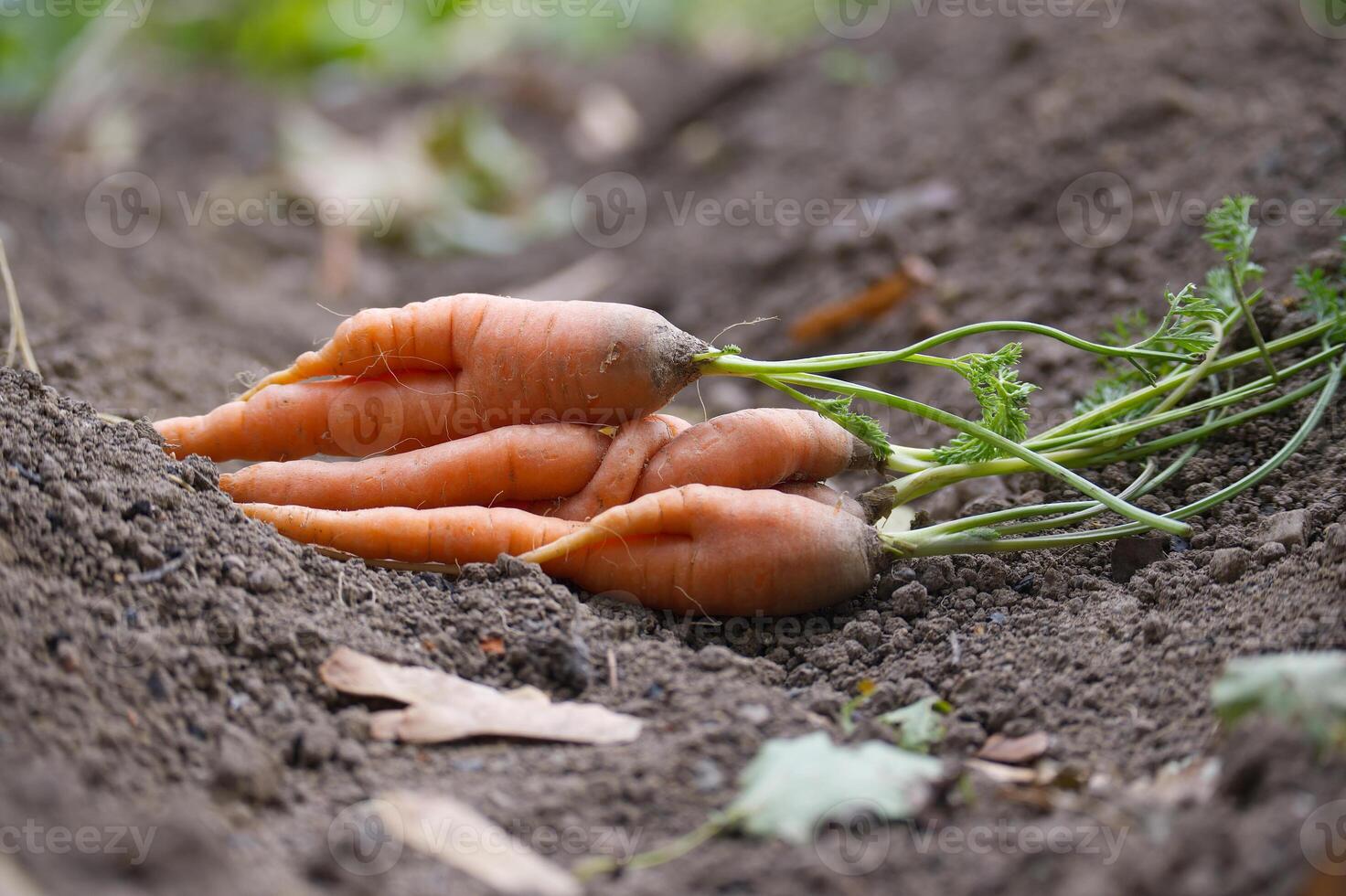 Freshly harvested carrots in organic vegetable garden photo