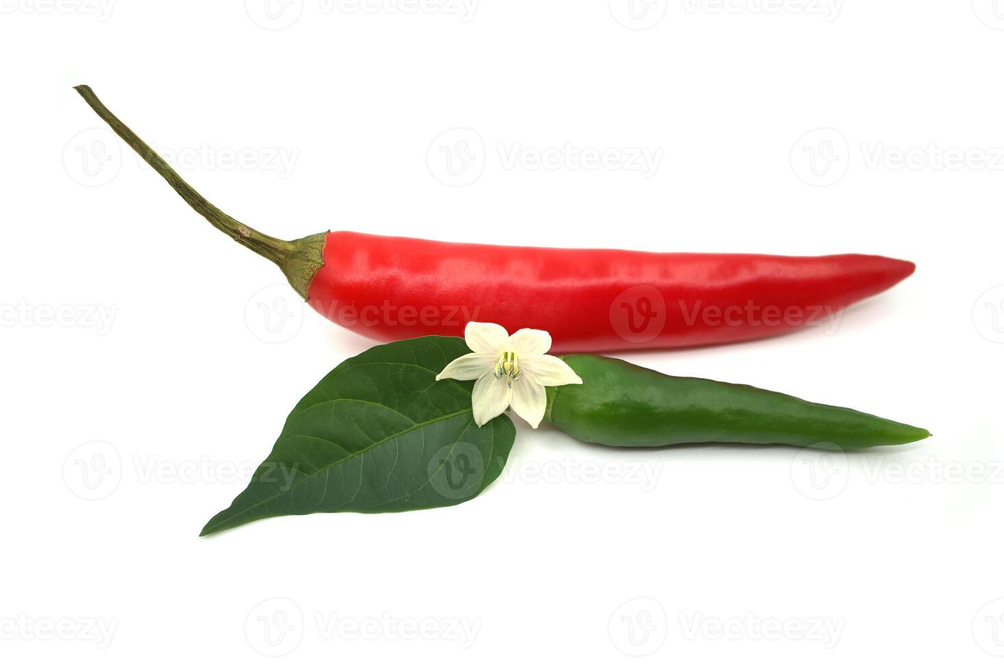 Red and green chili peppers with a white flower on white photo