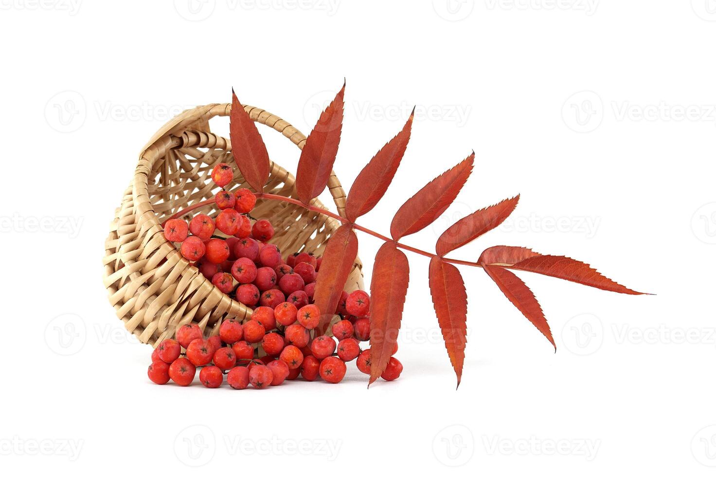 Vibrant Red Rowan Berries in a Wicker Basket on White Background photo