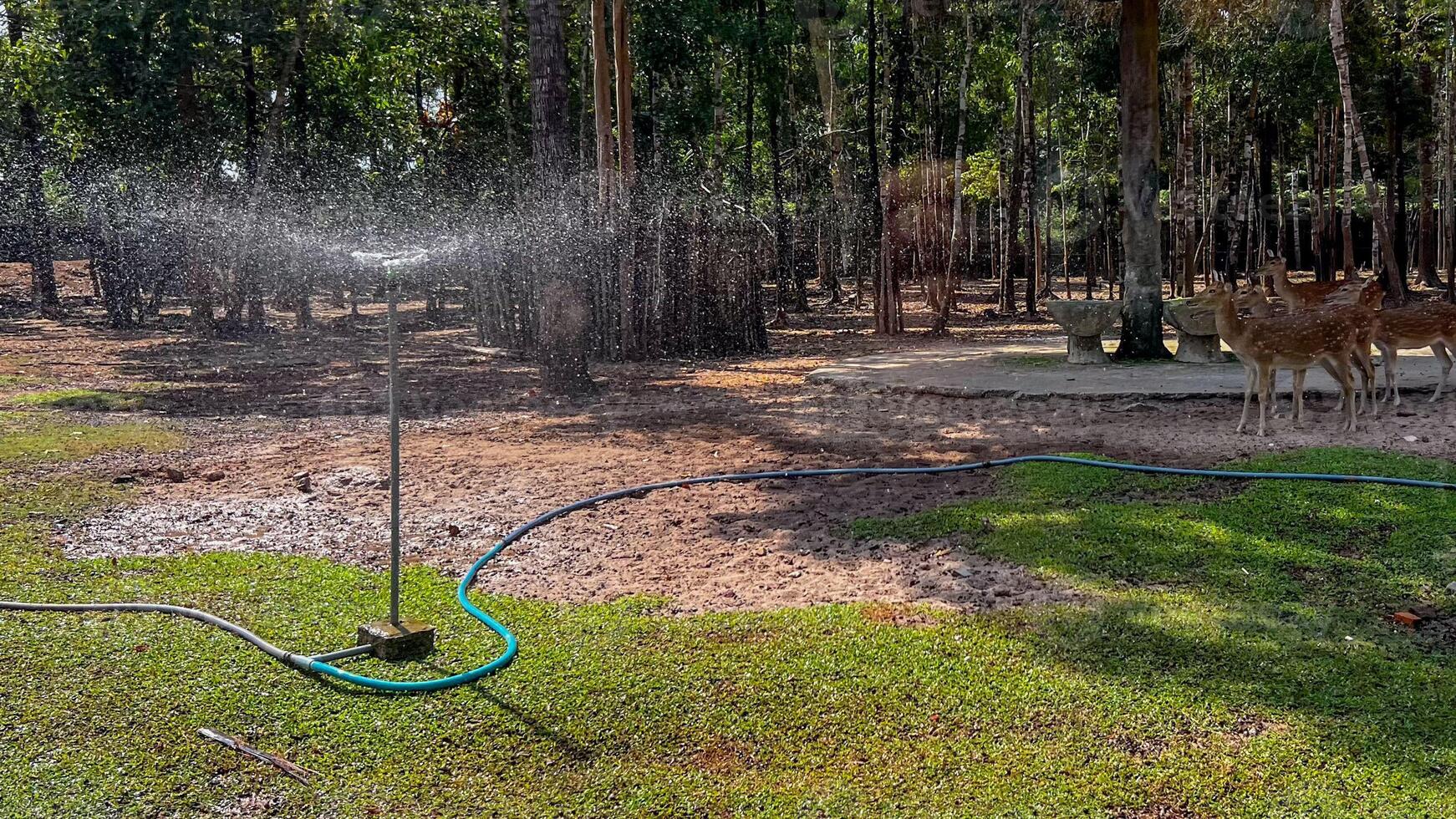 A garden sprinkler waters lush green grass near a peaceful forest, promoting sustainable gardening and wildlife conservation during summer photo