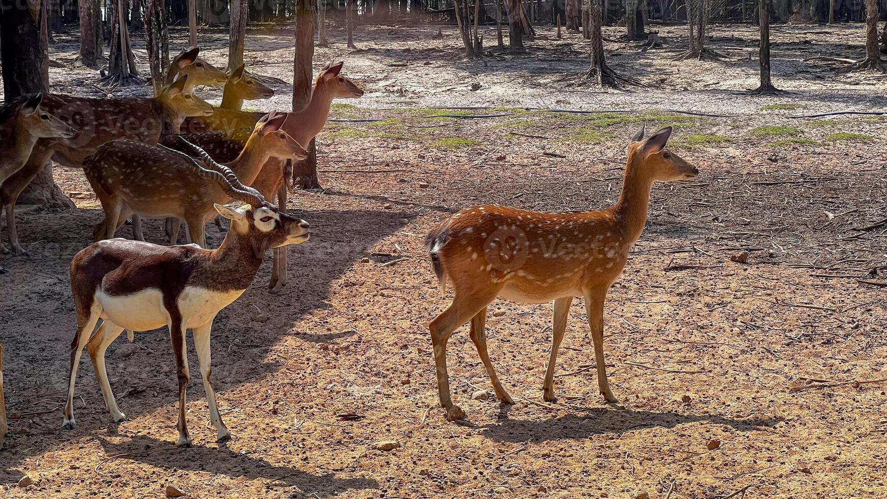 A group of deer grazes peacefully in a sunlit forest, embodying the tranquility of wildlife and nature conservation photo