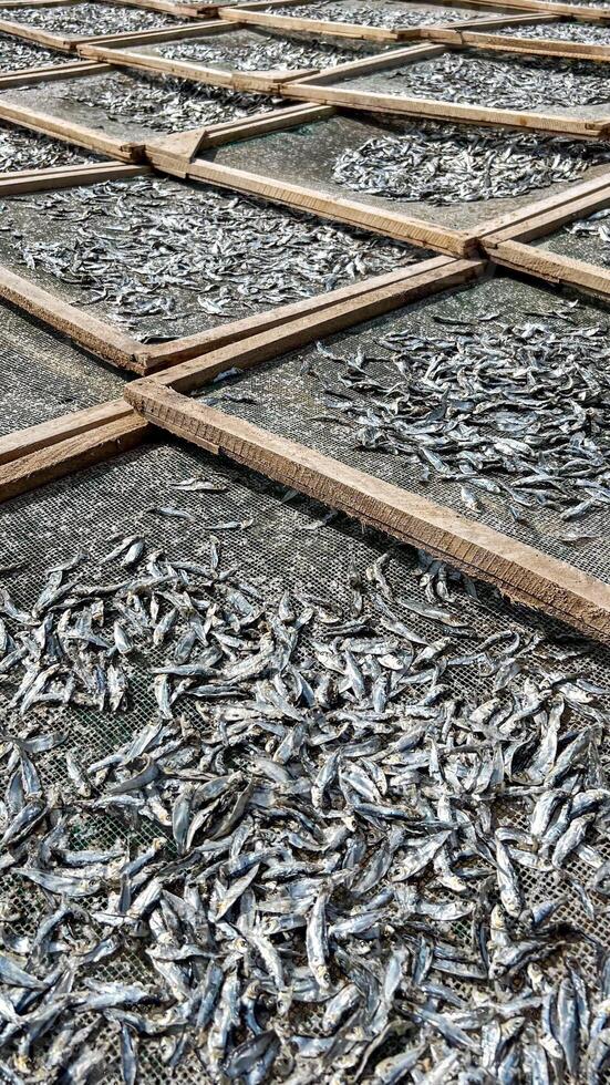 Rows of small fish drying on traditional racks in the sun, illustrating sustainable seafood practices and preservation methods photo