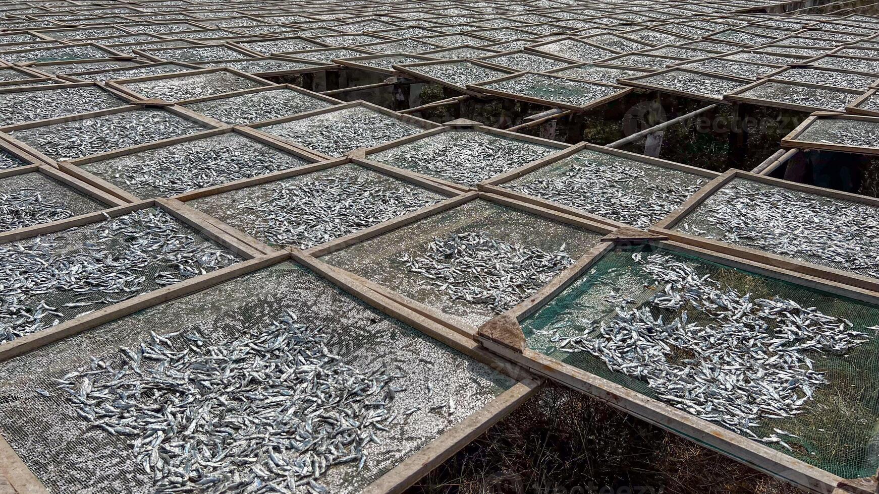 Rows of sardines drying under the sun on wire racks symbolize traditional fishing practices and seafood preservation photo