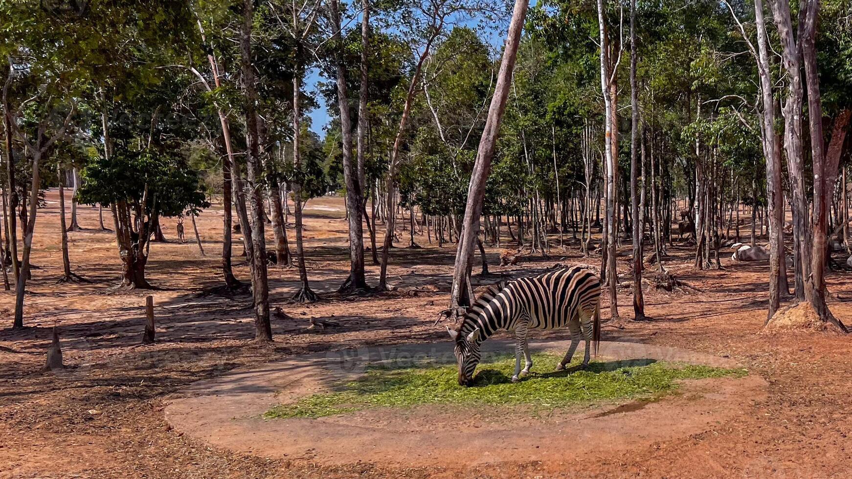 A zebra grazes in a serene forest clearing, highlighting wildlife conservation and habitat preservation during Earth Day celebrations photo