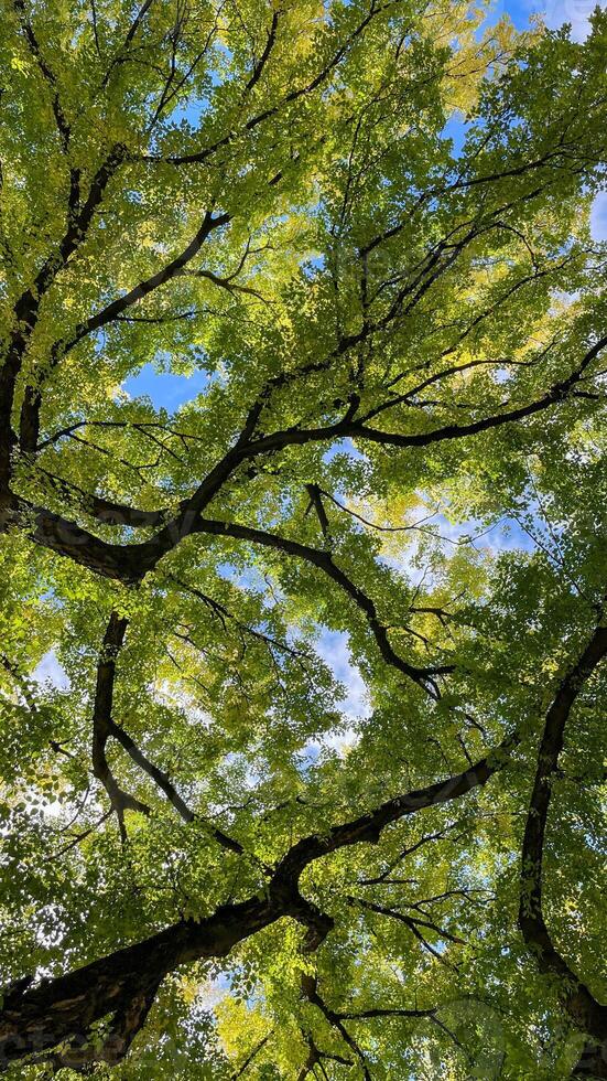 Sunlight filtering through lush green tree canopy, symbolizing natures tranquility and environmental awareness on Earth Day photo