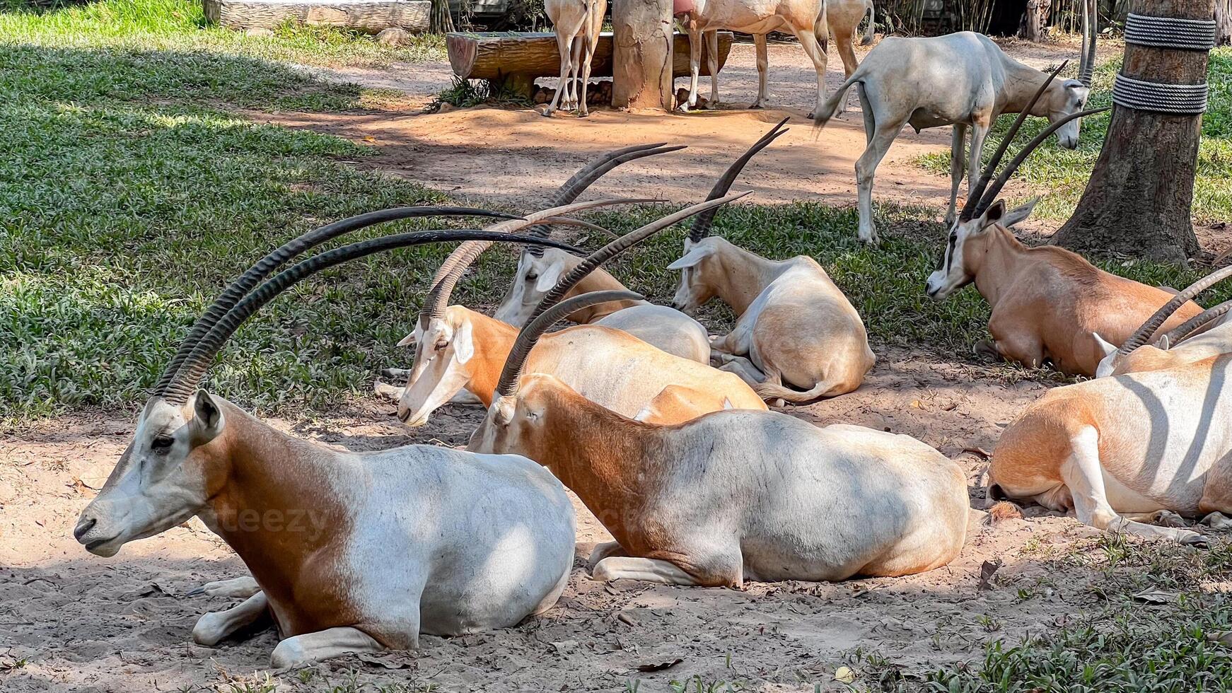 A herd of Scimitar Oryx rests under the shade in a wildlife reserve, highlighting concepts of conservation and biodiversity photo